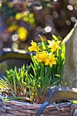 daffodils in wicker basket with bokeh, early blueher,