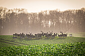 A herd of fallow deer in the winter light in Ostholstein, Wild, fallow deer, rapeseed, Seegalendorf, Ostholstein, Schleswig-Holstein, Germany