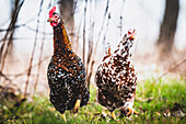 Chicken walk, zwei Schwedische Blumenhühner im Laufschritt, Tiere, Hühner, Landwirtschaft, Garten