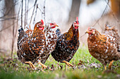 Vier Schwedische Blumenhühner  im Gras, Hühner, Tiere, Landwirtschaft, Garten