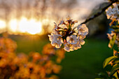 Cherry blossom in the evening light, garden, sunset