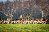 Fallow deer herd in Ostholstein, fallow deer, Ostholstein, Schleswig-Holstein, Germany