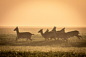 Fallow deer on the run, male, in the morning light in a wheat field, Ostholstein, Schleswig-Holstein, Germany