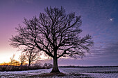 Oak tree in morning light in winter light in Ostholstein, Schleswig-Holstein, Germany