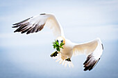 Basstölpel mit Gras im Anflug auf dem Vogelfelsen , Helgoland, Vogelfelsen, Vögel, Insel, Schleswig-Holstein, Deutschland