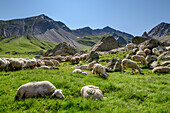 Flock of sheep in the Ecrins National Park, Valgaudemar, Ecrins National Park, Dauphine, Provence-Hautes Alpes, France