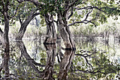 Bäume und Spiegelungen, Bharatpur Bird Sanctuary, Rajasthan, Indien