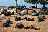 Büffel, Agra, Indien