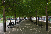 Trees and benches, Place des Vosges, The Marais, Paris, France
