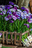 Japanische Irisblumen, Maekawa Iris Festival, Itako City, Japan