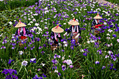 Flower patrol, Maekawa Iris festival, Itako City, Japan