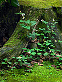 Kashima Jingu old cedar forest walk, Kashima, Japan