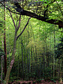 Kashima Jingu old forest, Kashima Jingu, Japan