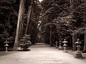 Kashima Jingu Forest, stone lanterns