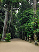 Kashima Jingu alter Zedernwaldspaziergang mit Steinlaternen, Kashima Jingu, Japan