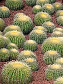 Golden Barrel Cactus Echinocactus grusonii, Royal Botanic gardens, Sydney, Austr