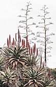 Aloe vera, The old cactus ranch, South Australia