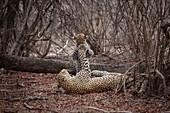 Eine Leopardenmutter, Panthera pardus, spielt mit ihrem Jungen und wischt ihm mit der Pfote ins Gesicht