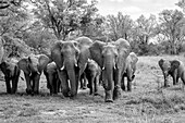 Herd of elephant, Loxodonta africana, walk towards the camera