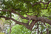 Ein Leopard, Panthera Pardus, liegt mit erhobenem Kopf auf einem Ast eines Baumes