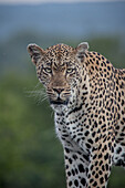 Ein männlicher Leopard, Panthera pardus, direkter Blick, blaugrüner Hintergrund