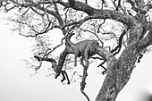 A leopard, Panthera pardus, lies in a tree, legs dangling