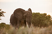 Ein Elefant, Loxodonta africana, steht in weichem Licht in einem Flussbett