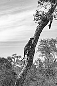 A leopard climbs up a tree to get to her impala kill