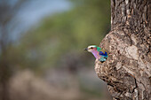 A Lilac Breasted Roller, Coracias caudatus, sits in a hole in a tree