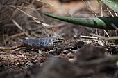 Western Striped-bellied Sand Snake frisst eine Agama