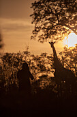Taking a photo of a silhouetted giraffe at sunset