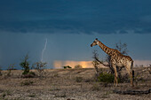 Eine Giraffe, Giraffe Giraffa Camelopardalis, beobachtet ein Gewitter