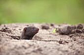 A dwarf mongoose, Helogale parvula, peeks its head out of a burrow