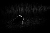 Männlicher Löwe, Panthera leo, sitzt in der Dunkelheit, die durch Scheinwerfer beleuchtet wird
