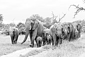 Herd of elephant, Loxodonta Africana, walk along a dirst road,