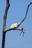 A Painted Reed Frog, Hyperolius marmoratus, sits on a branch