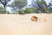Ein männlicher Löwe, Panthera leo, geht durch langes trockenes Gras