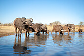 Herd of buffalo, Syncerus caffer, drink water from a waterhole, blue sky background
