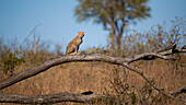 A cheetah cub, Acinonyx jubatus, sits on a fallen over branch