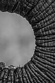 Der Rüssel eines Elefanten, Loxodonta africana, in Schwarz und Weiß