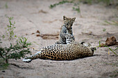 Eine Leopardin und ihr Junges, Panthera pardus, spielen zusammen im Sand