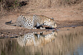 A leopard, Panthera pardus, bends down to drink water from a waterhole