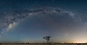 Eine weite Aufnahme der Milchstraße und eines klaren Hosizon mit einem Baum