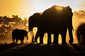A silhouette of Herd of elephant, Loxodonta Africana, sunset background