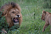Ein männlicher Löwe, Panthera Leo, brüllt ein Jungtier an