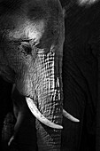 Side profile of an elephant's head, Loxodonta Africana