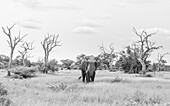 An elephant, Loxodonta Africana in a clearing, dead trees