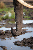 Ein Elefantenrüssel, Loxodonta africana