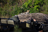 A vehicle views a leopard, Panthera pardus, on a boulder