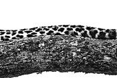 The tail of a leopard, Panthera pardus, lying on a tree branch